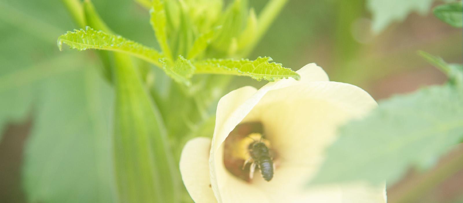 蜜蜂会冬眠吗?? 